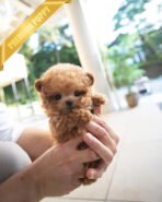 NUGGET - FEMALE (PURCHASED by JENNIFER)