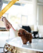 JESSICA - FEMALE (PURCHASED by ZHE) - Image 4