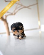 GIZMO - MALE (PURCHASED by JUAN) - Image 4