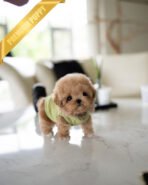 MONTY - MALE (PURCHASED by RT) - Image 3