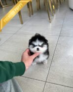 OSCAR - MALE (PURCHASED by HASAN) - Image 2