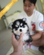 KODA - MALE (PURCHASED by SACHI) - Image 4