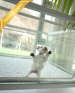 NOVA - FEMALE (PURCHASED by NOUF) - Image 5