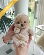 ZOEY - FEMALE (PURCHASED by LISA) - Image 4