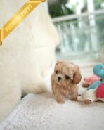 ESME - FEMALE (PURCHASED by ELSA) - Image 3