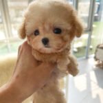 COPPER - MALE (PURCHASED by QUINTILIO)