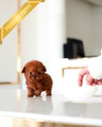 CINNAMON - FEMALE (PURCHASED by DANAE) - Image 3