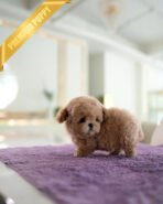 LALA - FEMALE (PURCHASED by LEE) - Image 4