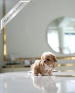 PUFFY - FEMALE (PURCHASED by DIANA)