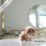 PUFFY - FEMALE (PURCHASED by DIANA)