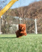 TEDDY - MALE (PURCHASED by JEFFREY) - Image 7