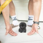 INDIGO  - MALE (PURCHASED by JENNY)