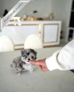 MELINA - FEMALE (PURCHASED by BRYAN) - Image 5