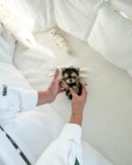 TOBY - MALE (PURCHASED by TESSA) - Image 2