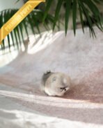 DORAEMON - MALE (PURCHASED by ANONYMITY) - Image 8