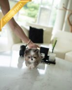 BENTLEY - MALE (PURCHASED by HEATHER) - Image 5