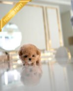 KIEL - FEMALE (PURCHASED by TINA) - Image 3