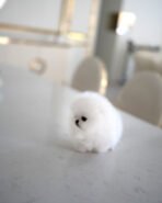 DOROTHY - FEMALE (PURCHASED by AN) - Image 6