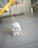 LUNA - FEMALE (PURCHASED by BLANCA) - Image 5