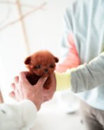 TIPPY - FEMALE (PURCHASED by STEPHANIE) - Image 5