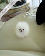 MOCHI - FEMALE (PURCHASED by LILLIANE) - Image 5