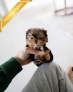 COOPER - MALE (PURCHASED by CHANTA) - Image 2