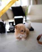 GIGI - FEMALE (PURCHASED by HANAN) - Image 6