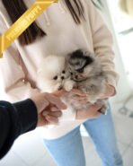 VICTORIA & DUCHESS - FEMALE - Image 2