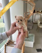 EWAN - MALE (PURCHASED by SHALMOR) - Image 3