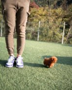 TIPPY - FEMALE (PURCHASED by STEPHANIE) - Image 8