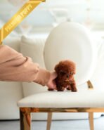 VELVET - FEMALE (PURCHASED by PRINCESS)