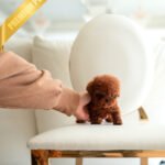 VELVET - FEMALE (PURCHASED by PRINCESS)