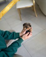 COOPER - MALE (PURCHASED by CHANTA) - Image 3