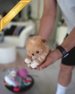 GIGI - FEMALE (PURCHASED by HANAN) - Image 7