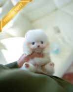 BOO - MALE (PURCHASED by LEE)