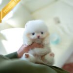 BOO - MALE (PURCHASED by LEE)