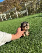 TOBY - MALE (PURCHASED by TESSA) - Image 8