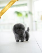 INDIGO  - MALE (PURCHASED by JENNY) - Image 2