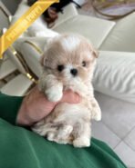 ANGUS - MALE (PURCHASED by JACQUELINE)