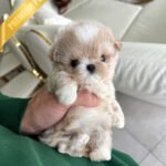 ANGUS - MALE (PURCHASED by JACQUELINE)