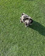 HUGO - MALE (PURCHASED by CHEVY & CHALlSA) - Image 10