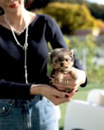 TOTO - MALE (PURCHASED by TOM)