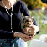 TOTO - MALE (PURCHASED by TOM)