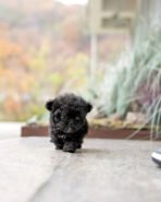 BAILEY - MALE (PURCHASED by TALEB)