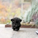 BAILEY - MALE (PURCHASED by TALEB)