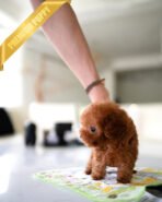 MILO - MALE (PURCHASED by LILIANA) - Image 6