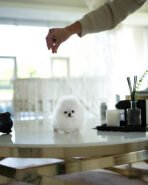 DOROTHY - FEMALE (PURCHASED by AN)