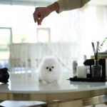 DOROTHY - FEMALE (PURCHASED by AN)