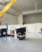 CELINE - FEMALE (PURCHASED by JESSICA) - Image 8