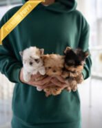 NEW BABIES - FEMALE (PURCHASED by ELISE & CYNTHIA)